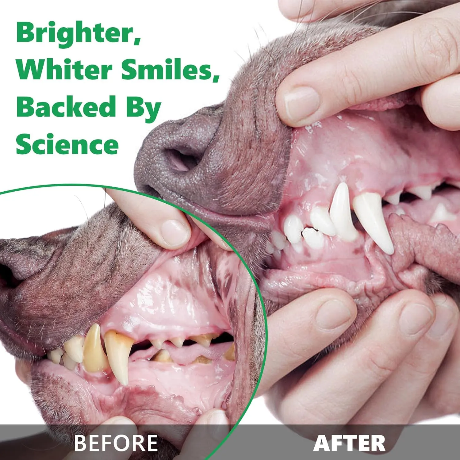 Dog Teeth Cleaning Dental Powder, Dental Powder for Dogs Teeth Breath Freshener, Plaque & Bad Breath Off Powder Dog Dental Care, Probiotics Teeth Cleaning Powder for Small, Medium and Large Dogs, 80g