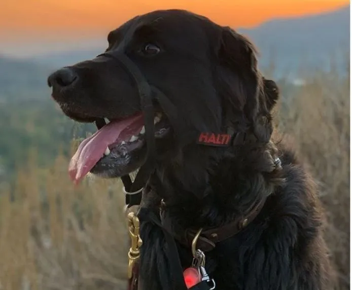 Halti - Head Collar - Black - Size 4