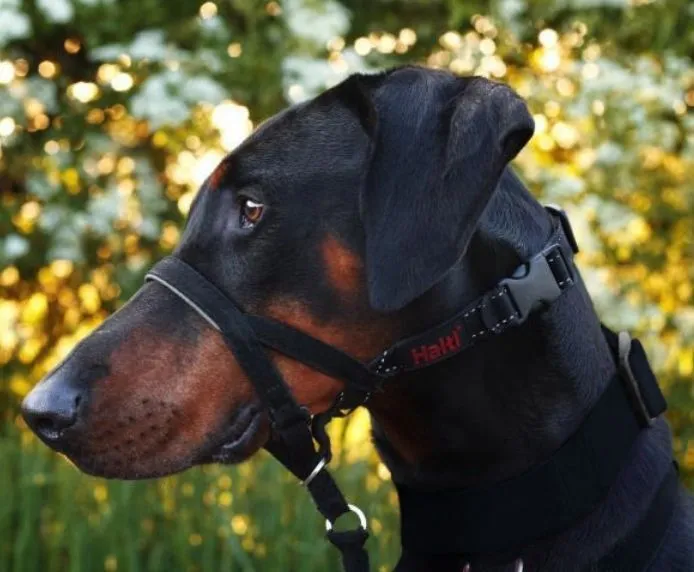 Halti - Head Collar - Black - Size 4