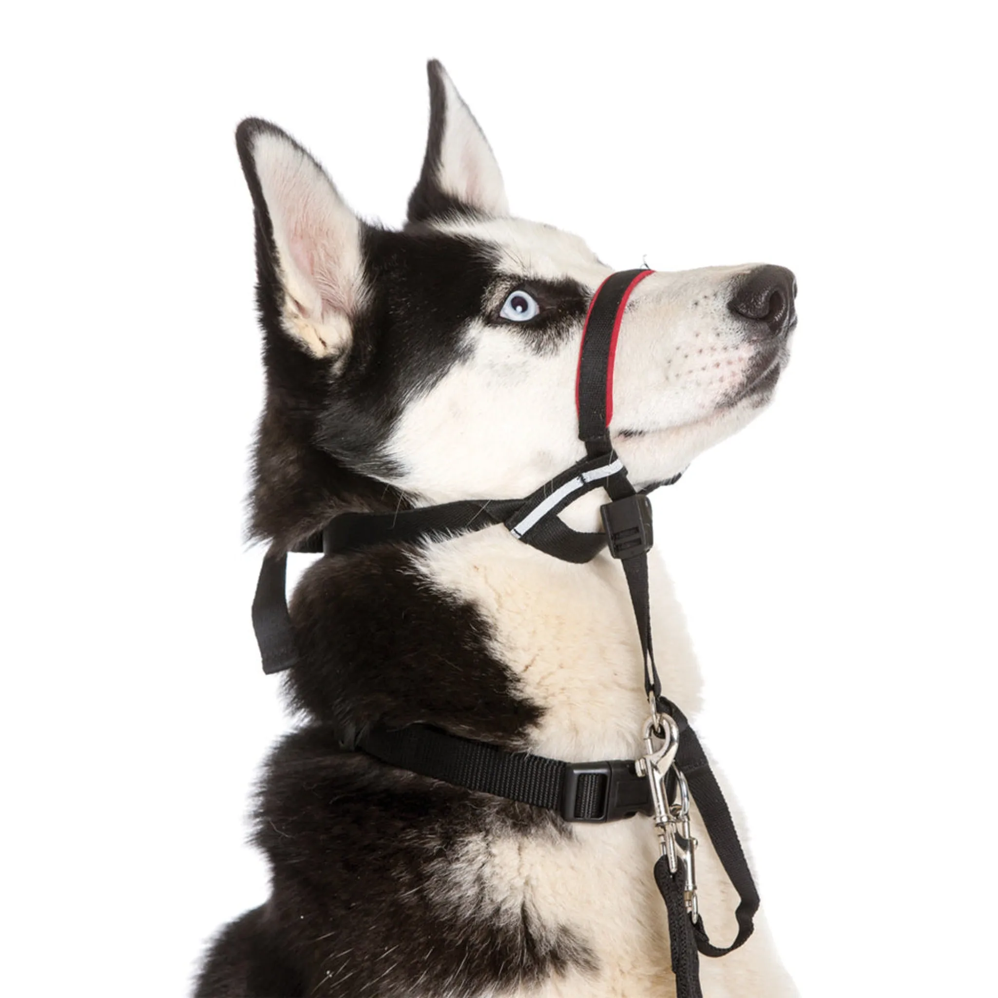 HALTI Optifit Dog Head Collar