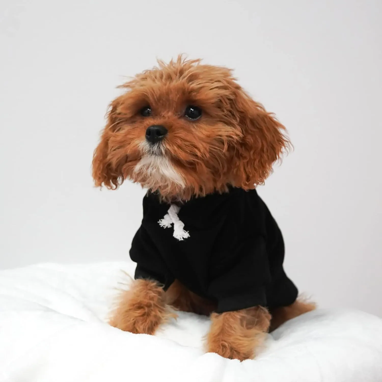 It's My Birthday & I'll Bark If I Want to Dog Hoodie Fleece Lined Pullover Sweatshirt with Leash Hole (Black, Medium 1078)