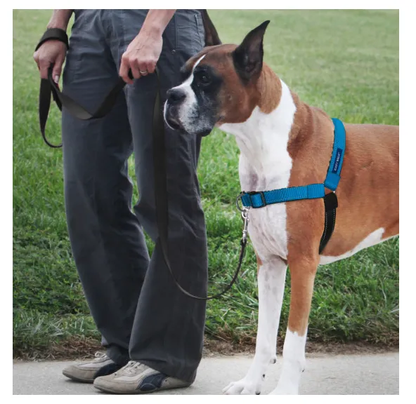 PetSafe Deluxe Easy Walk Ocean Blue & Black Dog Harness (Small)