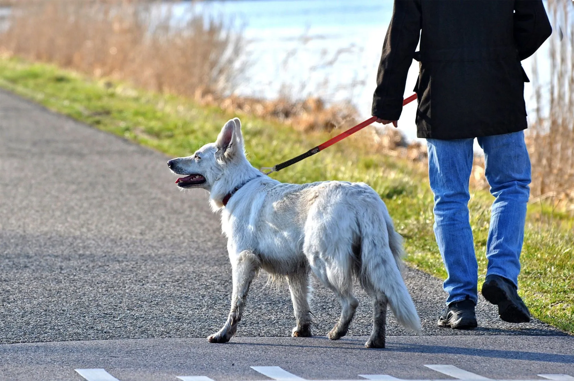 Shock Absorbing Dog Leash and Collar Set