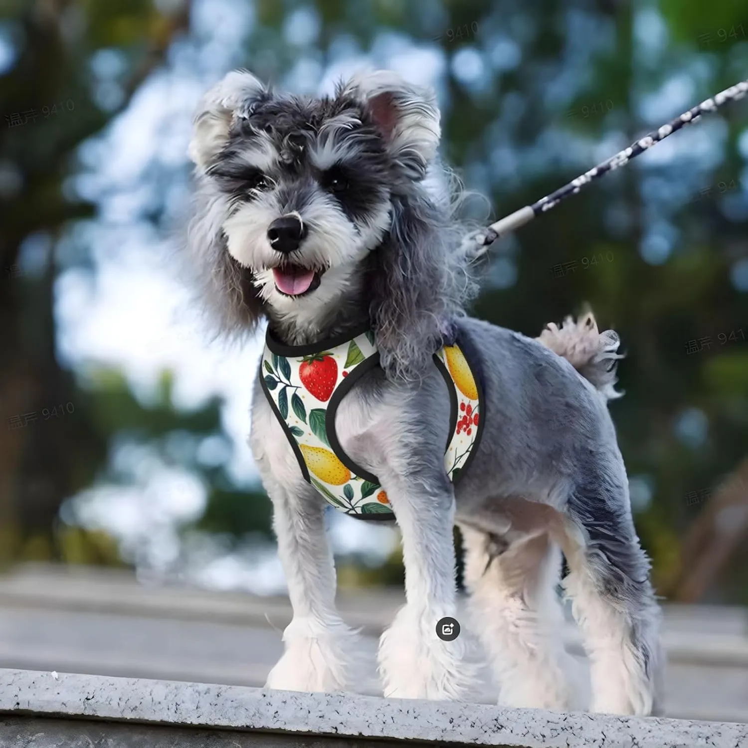 Strawberries Lemons No Pull Dog Harness and Leash Set, Reflective Vest for Small Dogs, Adjustable Breathable Cute Funny Mesh Puppy Harness for Walking Hiking,Small