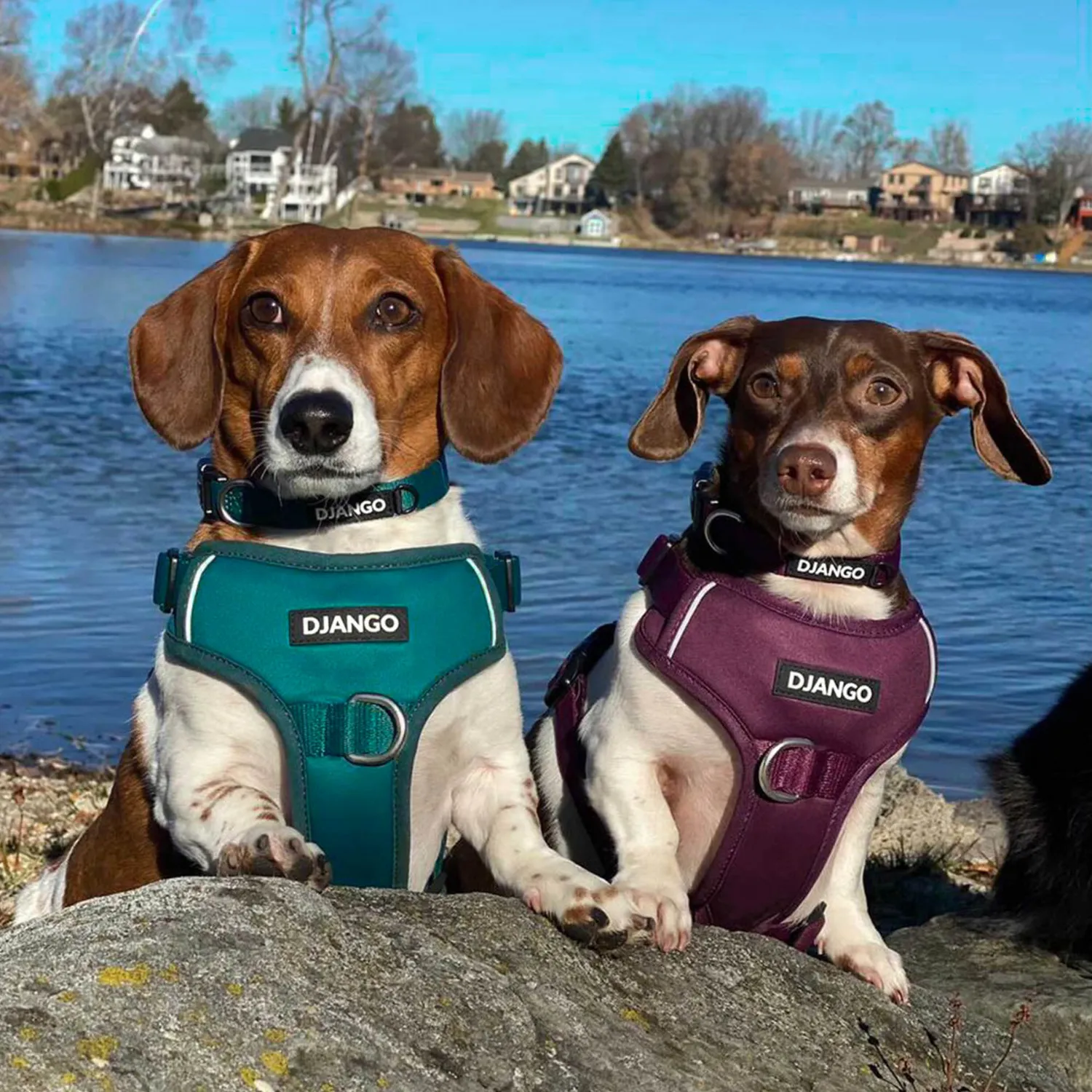 Tahoe Dog Collar - Raspberry Purple